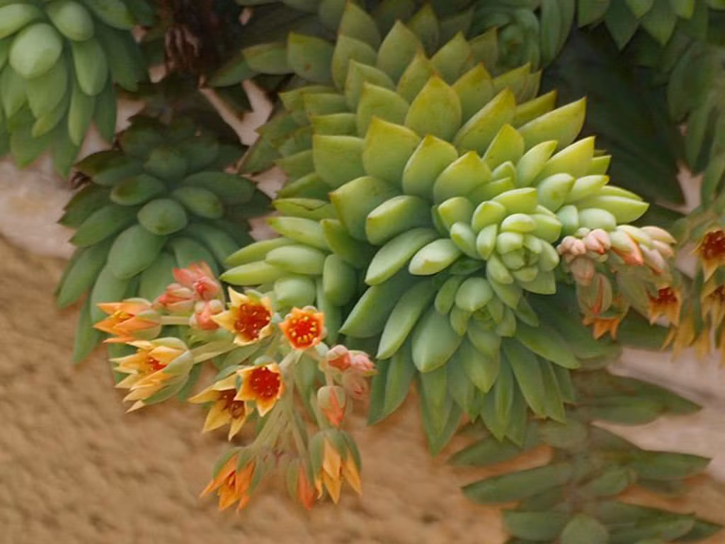  Ngoài ra, cây cảnh này còn gắn liền với sự giàu có, may mắn và trường thọ. Trong văn hóa truyền thống của chúng ta, ngọc được coi là một vật quý giá và là biểu tượng thiêng liêng. Cây chuỗi ngọc mang biểu tượng này nên nhiều người chọn trồng cây ngọc bích trong nhà với hy vọng thu hút may mắn, giàu có.