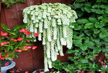 Ngôn ngữ hoa của sen đá chuỗi ngọc là sự hoàn hảo, ấm áp như ngọc, phước lành chào đón... Cây cảnh này nở hoa tượng trưng cho sự đáng yêu thuần khiết và sự may mắn.