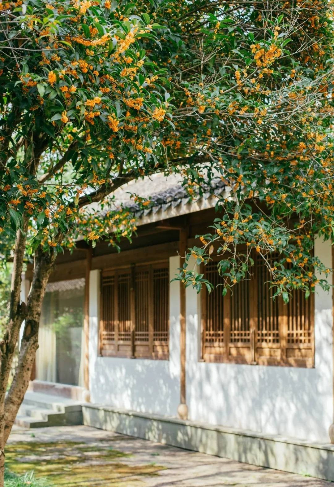  Đã có bài thơ cho rằng, nó không phải đến từ thế giới loài người, nó đến từ mặt trăng. Một chút hương thơm từ hoa quế sẽ khiến cả thế giới nở hoa. Cây cảnh này nở hoa, hoa tuôn như suối, hương hoa sẽ tràn ngập khắp núi non, đồng ruộm, nhuộm không khí thành một bầu trời thần tiên. 