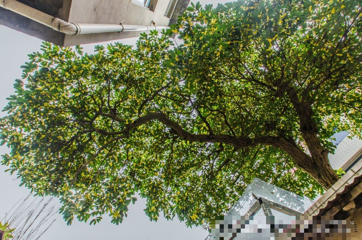  Mộc hương nở rộ vào thời điểm mùa thu (từ tháng 9-11), là loại hoa ngọt ngào tượng trưng cho mùa thu. Hoa nở như suối phun, hoa dày đặc, bám dọc theo cành, tạo thành những "cành vàng", "càng bạc" rất ngoạn mục.