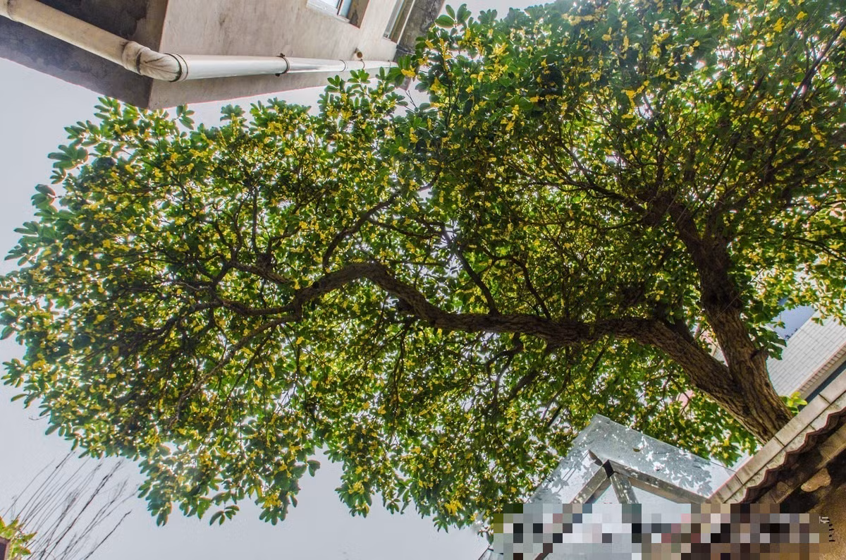  Mộc hương nở rộ vào thời điểm mùa thu (từ tháng 9-11), là loại hoa ngọt ngào tượng trưng cho mùa thu. Hoa nở như suối phun, hoa dày đặc, bám dọc theo cành, tạo thành những "cành vàng", "càng bạc" rất ngoạn mục.