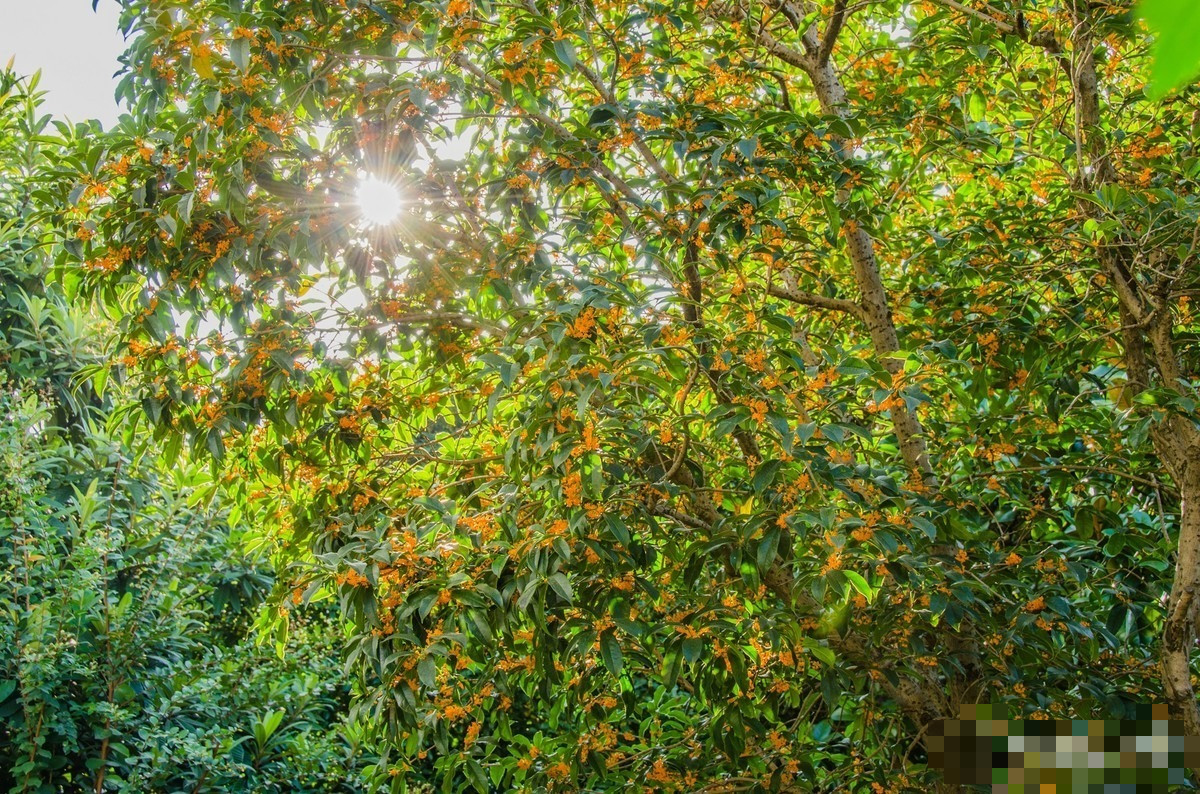  Đặc biệt khi gió thổi sẽ tạo thành mưa hoa quế thơm ngọt, rơi khắp nơi trên mặt đất. Khi hoa rơi xuống đất giống như trải một tấm thảm màu cam, rất đẹp và thơm phức cả bước chân của bạn.