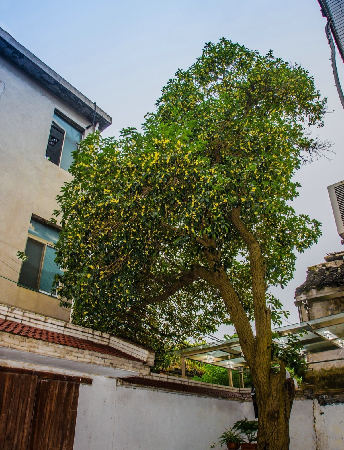 Tuy nhiên, ở nơi có khí hậu ấm áp, chúng nở hoa cả vào mùa đông. Các mùa khác trong năm đều có thể thấy hoa lấm tấm trên cành. Hoa nhỏ ẩn mình trong tán lá rậm rạp, e thẹn nhìn người qua đường. 