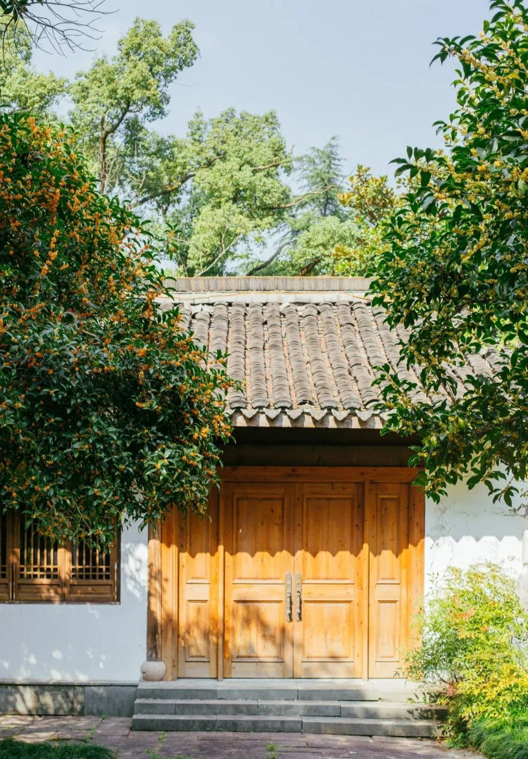 Đặc điểm của cây cảnh mộc hương: Cây cảnh quế hương còn gọi là mộc tê, quế hoa, hoa mộc (tên tiếng Anh là Osmanthus fragrans) có hương thơm ngào ngạt, quanh năm xanh tốt. 