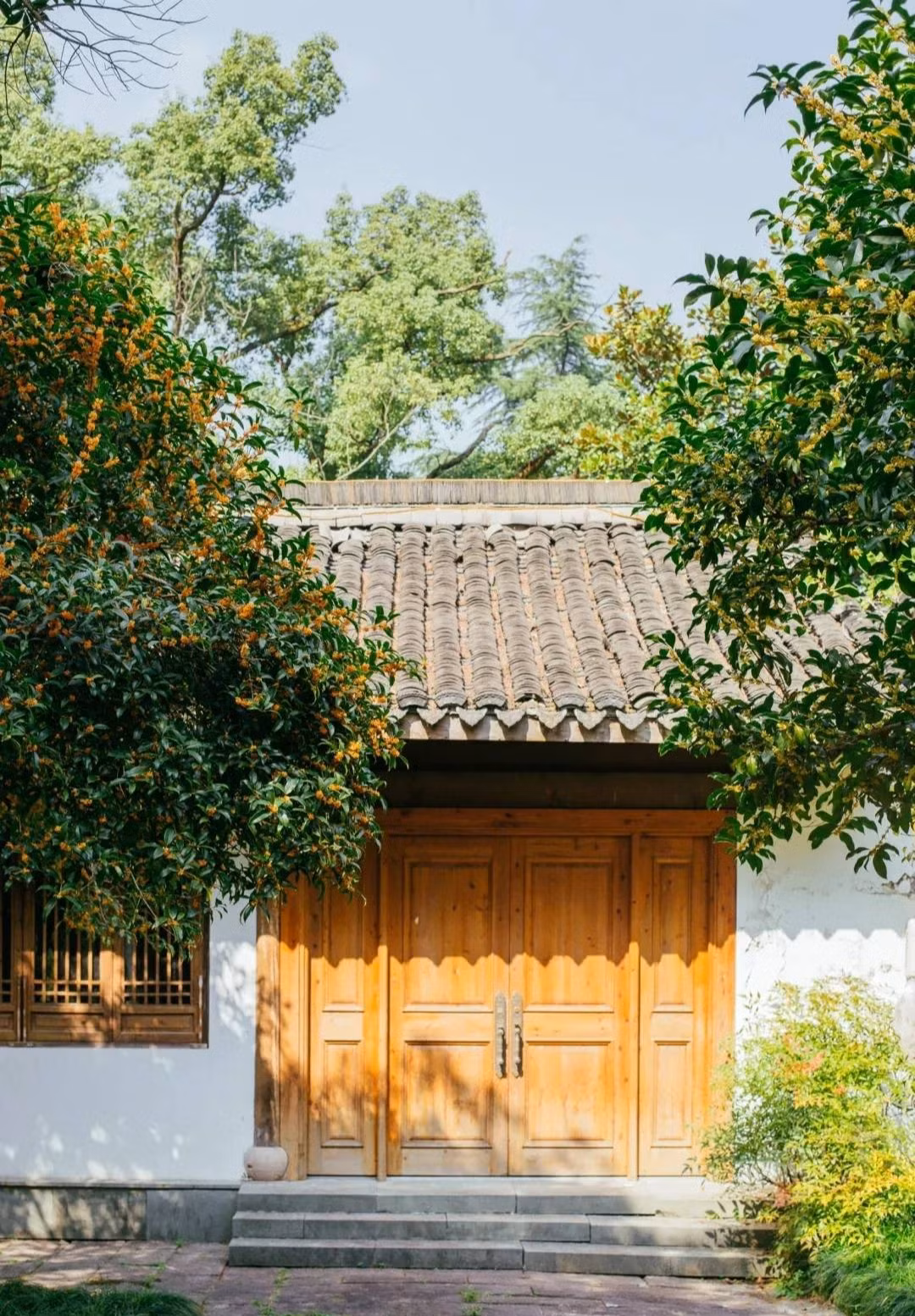 Đặc điểm của cây cảnh mộc hương: Cây cảnh quế hương còn gọi là mộc tê, quế hoa, hoa mộc (tên tiếng Anh là Osmanthus fragrans) có hương thơm ngào ngạt, quanh năm xanh tốt. 