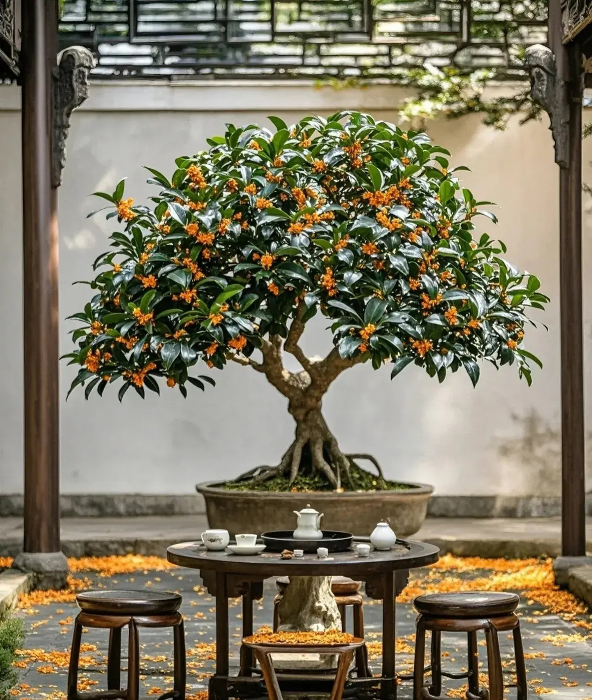  Mùi thơm của hoa mộc hương rất nồng, nhưng hương vị đậm đà này không những không khiến người ta cảm thấy khó chịu mà còn khiến người ta cảm thấy đặc biệt thoải mái. Nó còn có thể xoa dịu cảm xúc căng thẳng và cải thiện khả năng miễn dịch của con người.