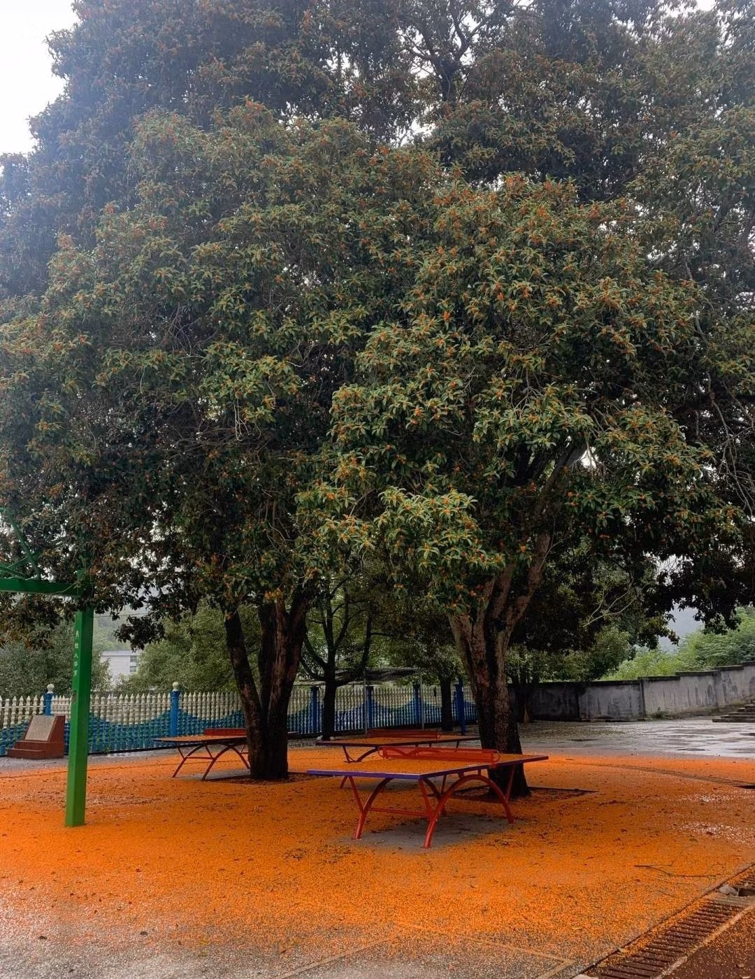  Trồng cây mộc hương làm hàng rào sẽ tạo ra một bức tường hương thơm. Người qua đường sẽ thắc mắc về nguồn gốc của hương thơm quyến rũ mà không bao giờ nghi ngờ về những bông hoa nhỏ bé trên bụi cây mộc hương. 