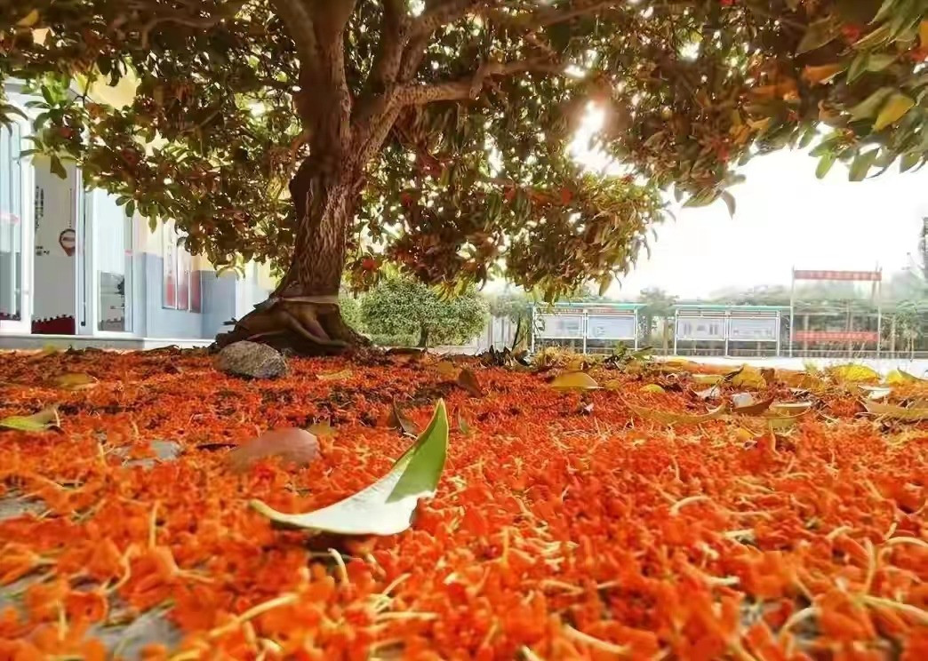 Cây cảnh mộc hương có mùi thơm ngọt ngào không chỉ phủ xanh, làm đẹp môi trường mà còn là một loại gia vị ăn ngon. Mỗi khi hoa quế thơm ngát, chủ nhân trong cộng đồng trải một tấm vải trắng lớn dưới gốc cây hoa quế, hái những cánh hoa vàng, pha trà hoa quế uống một ngụm, thơm ngát.