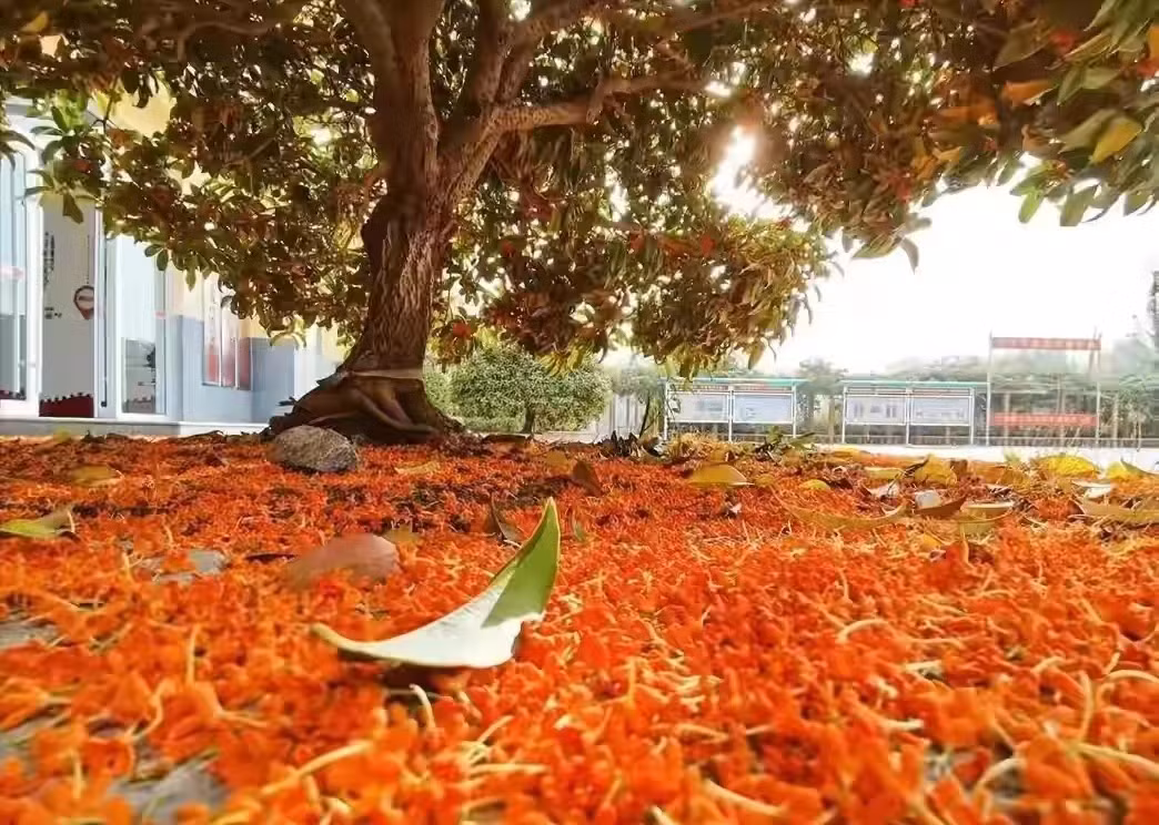 Cây cảnh mộc hương có mùi thơm ngọt ngào không chỉ phủ xanh, làm đẹp môi trường mà còn là một loại gia vị ăn ngon. Mỗi khi hoa quế thơm ngát, chủ nhân trong cộng đồng trải một tấm vải trắng lớn dưới gốc cây hoa quế, hái những cánh hoa vàng, pha trà hoa quế uống một ngụm, thơm ngát.