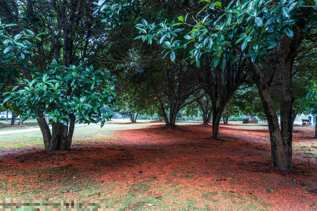  Cây cảnh này trước đây rất phổ biến ở làng quê Việt Nam. Hầu như trước nhà đều có 1-2 cây mộc hương giúp gia đình như ướp hương vào mùa thu. Hơn nữa, loài hoa này còn có thể phơi khô làm trà uống hay ủ rượu, làm bánh nên rất được mọi người yêu thích.