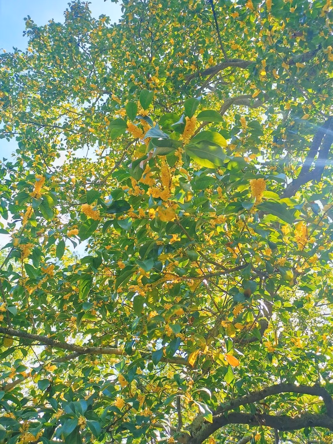 Cây mộc hương có thân gỗ nhỏ, chiều cao từ 3 - 12m, các cành của cây mọc nhiều và tỏa rộng ra xung quanh. Lá cây dày, có hình bầu dục và răng cưa, màu xanh thẫm và có đường gân lớn.