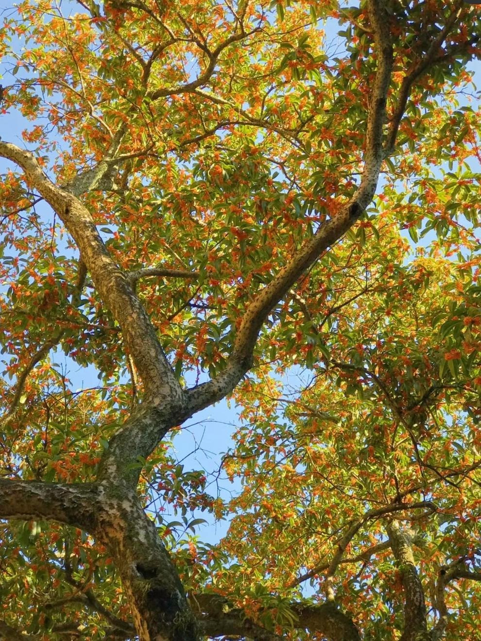 Nhìn từ xa, những cây quế thơm ngát trông giống như những chiếc ô lớn màu xanh lá cây lấp lánh trong nắng vàng rực rỡ của mùa thu. Vẻ đẹp của cây cảnh này không rực rỡ, nổi bật, những bông hoa ẩn hiện trong lá xanh, e ấp, dịu dàng nhưng vô cùng quyến rũ. 