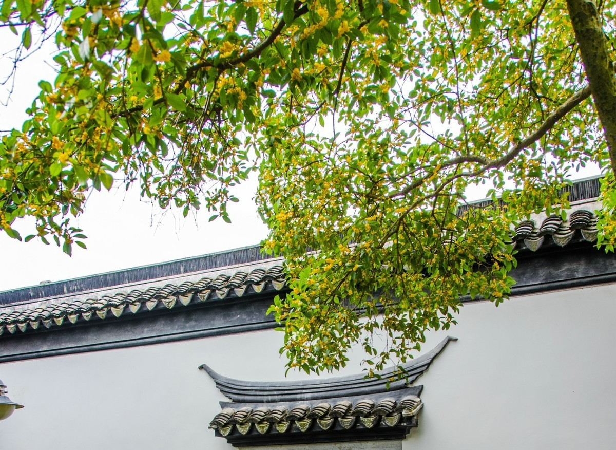  Ngoài vẻ đẹp bắt mắt, cây quế có mùi thơm ngọt ngào còn có tác dụng thanh lọc không khí rất tốt. Nó có thể hấp thụ các chất có hại trong không khí và thải ra oxy trong lành. Nếu bạn giữ cây cảnh này ở nhà, bạn không chỉ có thể tận hưởng cảm giác của rừng mà còn có thể hấp thụ oxy trong lành. 