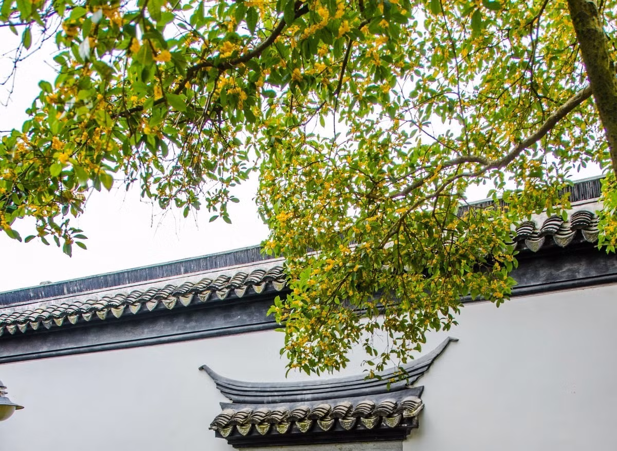  Ngoài vẻ đẹp bắt mắt, cây quế có mùi thơm ngọt ngào còn có tác dụng thanh lọc không khí rất tốt. Nó có thể hấp thụ các chất có hại trong không khí và thải ra oxy trong lành. Nếu bạn giữ cây cảnh này ở nhà, bạn không chỉ có thể tận hưởng cảm giác của rừng mà còn có thể hấp thụ oxy trong lành. 