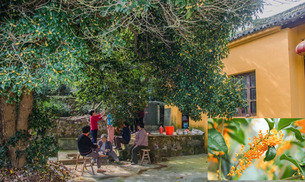 Hoa mộc hương có mùi thơm nhẹ nhàng nên từ xưa đến nay được nhiều người sử dụng để pha trà. Hoa được ướp với lá trà trong các ấm trà để thưởng thức. Trà mộc hương còn có tác dụng tuần hoàn máu, điều hòa huyết áp rất tốt tương tự như lá chè xanh. 