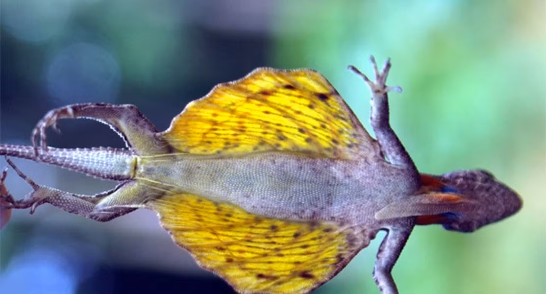 Những con thằn lằn bay Draco có chiều dài trung bình khoảng 20 cm bao gồm cả đuôi. Cơ thể của chúng khá dẹt với trọng lượng nhỏ, giúp dễ dàng bay hơn trong không khí.