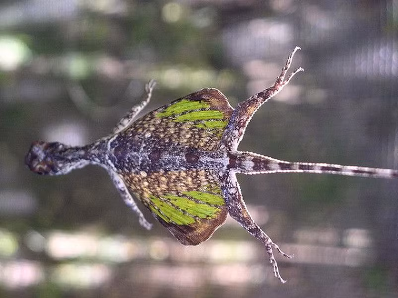 Loài thằn lằn duy nhất trên thế giới có khả năng bay lượn.