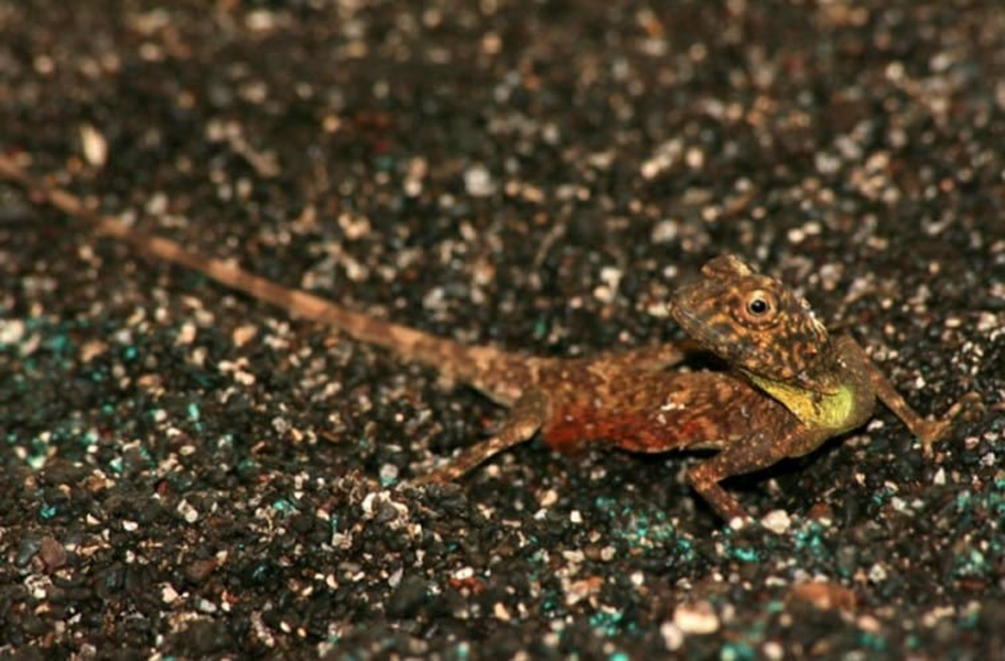 Có khoảng 40 loài thằn lằn "rồng bay", với những mảng màu cơ thể, cánh, và khả năng lượn khác nhau.