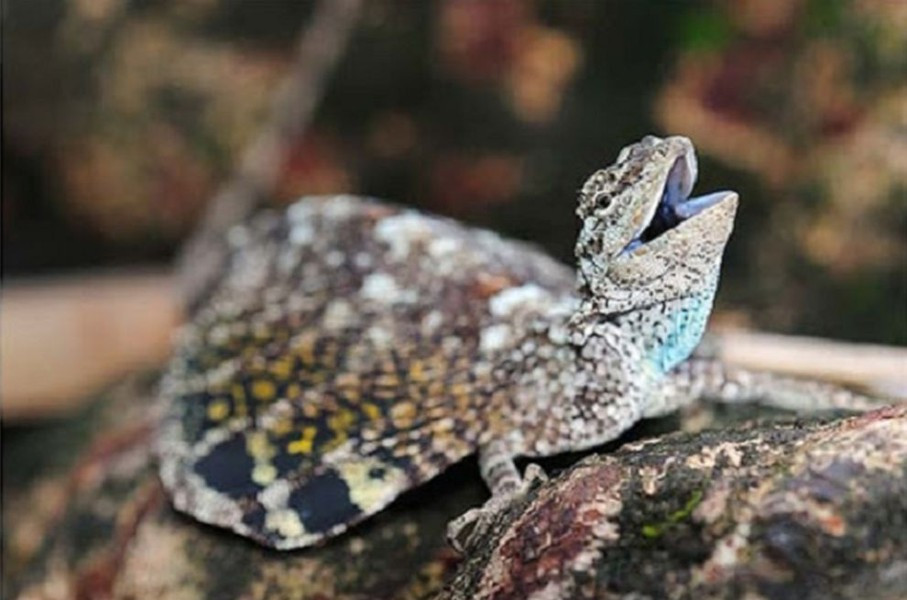 Các chuyên gia cho biết, nếu ở khoảng cách từ 4m trở lên, mắt thường con người sẽ không phân biệt được đâu là loài động vật này hay mảng nứt trên thân cây xù xì.