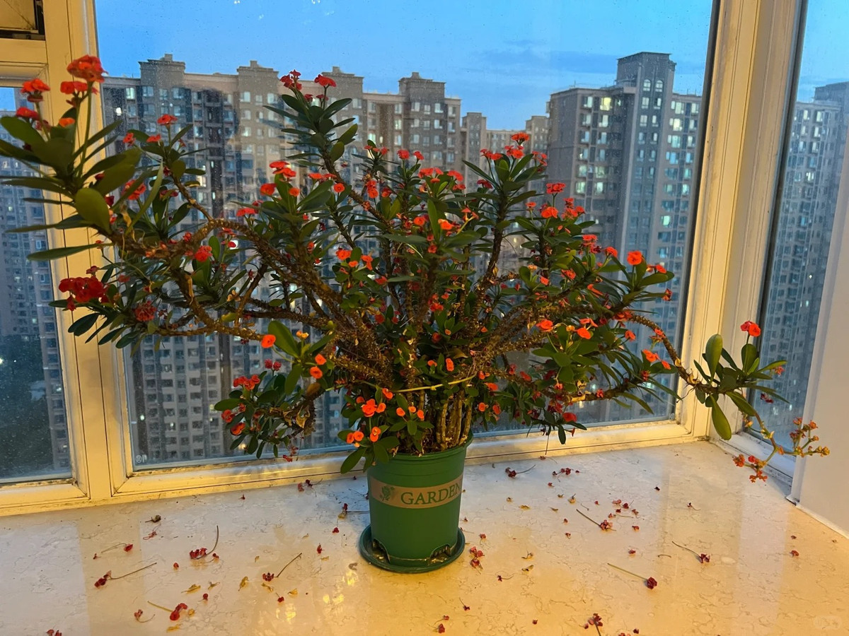 1. Người xưa dặn không trồng hoa có gai trong nhà. Trước hết, hoa gai gây nguy hiểm cho sự an toàn. Những gia đình có trẻ em hoặc thú cưng cần đặc biệt cẩn thận vì hoa gai có thể dễ dàng chạm vào và gây thương tích. Ảnh minh họa Toutiao 