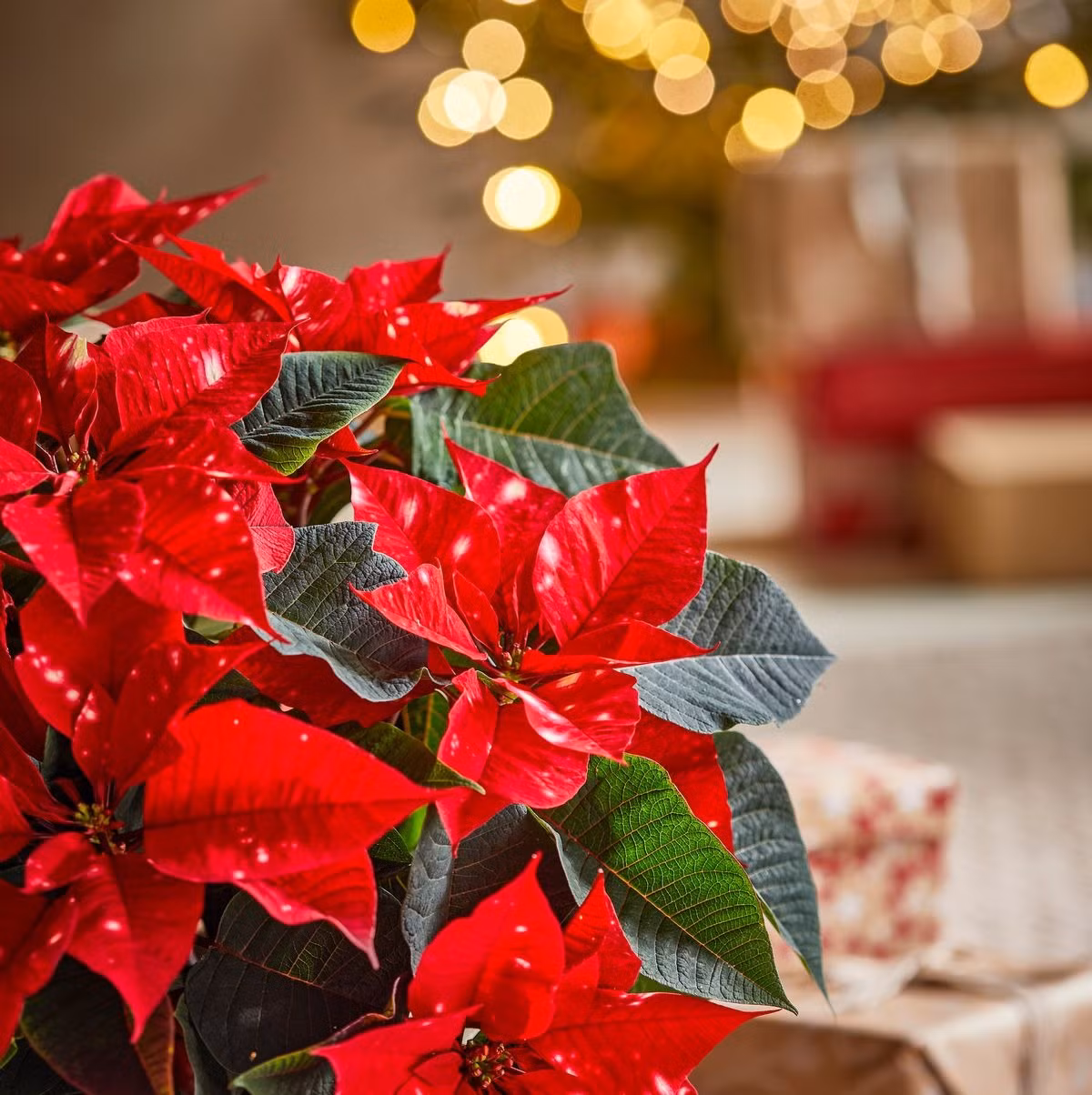 Hoa trạng nguyên: Là loài hoa trồng trong chậu phổ biến nhưng toàn bộ cây đều có độc, đặc biệt là nhựa và lá. Ăn phải cây trạng nguyên có thể gây nôn mửa và các triệu chứng ngộ độc khác.