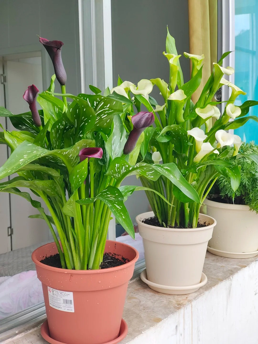  Hoa rum: Nước ép của hoa rum (Calla Lily‌) có chứa chất độc. Ăn phải có thể gây nôn mửa, tiêu chảy và các triệu chứng khác‌.