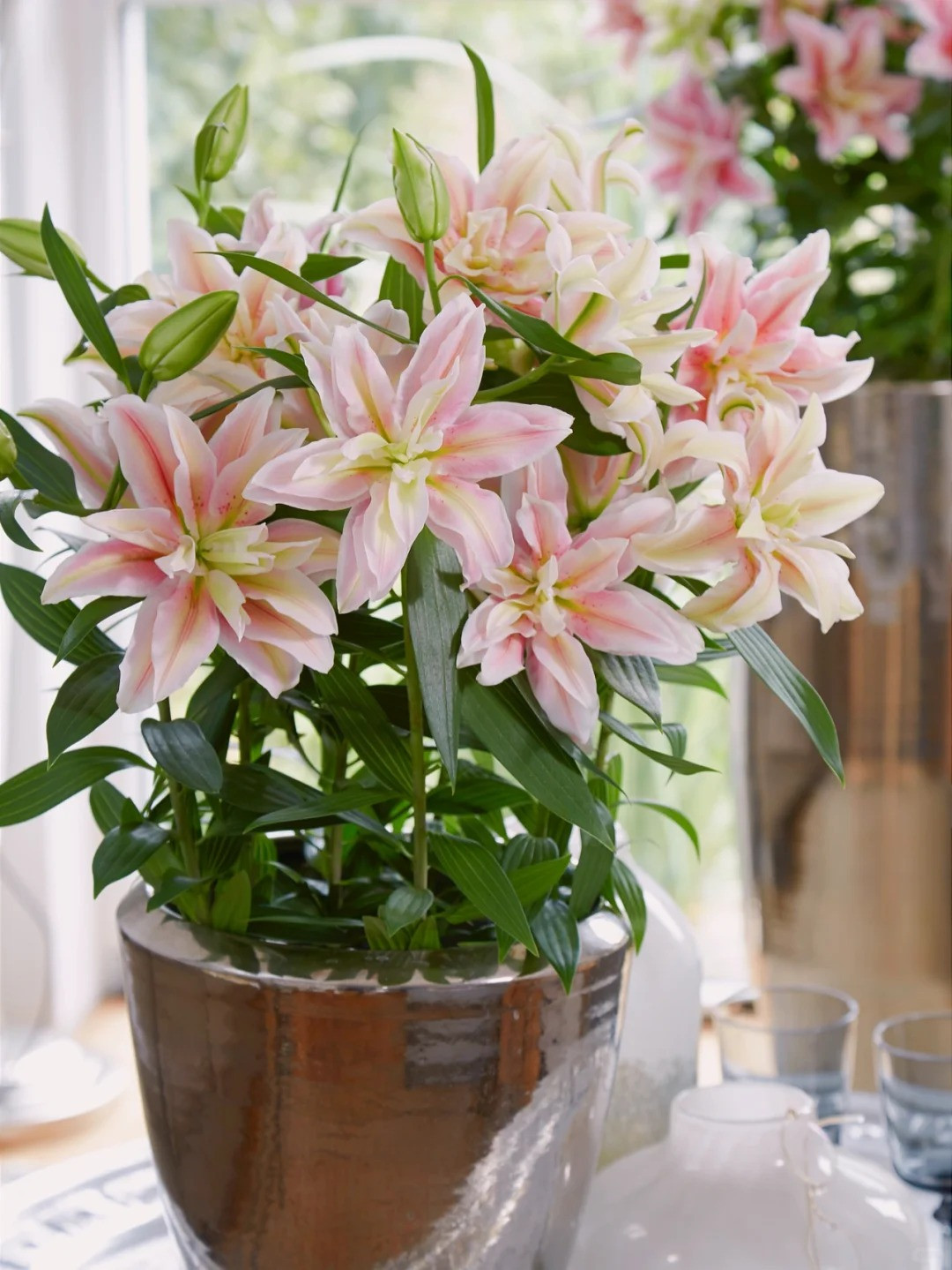  2. Người xưa dặn không trồng hoa có mùi thơm nồng trong nhà. ‌Những loại hoa và cây có mùi thơm nồng không thích hợp để trồng trong nhà. ‌Những loại hoa và cây này có thể có mùi dễ chịu trong thời gian ngắn, nhưng việc tiếp xúc lâu dài với hương thơm nồng có thể gây khó chịu về thể chất và thậm chí có các triệu chứng như chóng mặt và buồn nôn. Ảnh minh họa Toutiao 