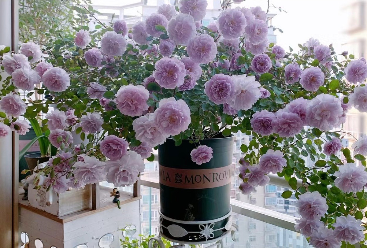  Một khi sâu bệnh lây nhiễm thì khó loại bỏ và sẽ gây ô nhiễm không khí trong nhà, gây bất lợi cho sức khỏe của gia đình bạn. Khi đó, bạn phải tốn rất nhiều thời gian và công sức để chăm sóc những loài hoa, cây dễ bị bệnh và côn trùng gây hại trong nhà. Ảnh minh họa Toutiao 