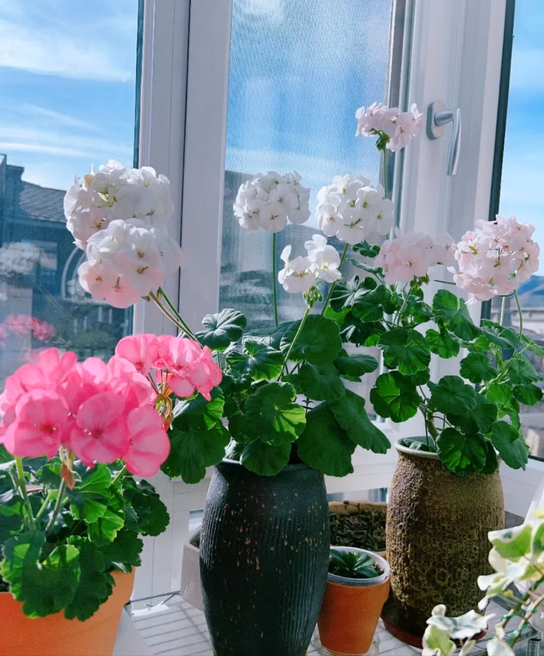  Đặc biệt với những người mắc các bệnh về đường hô hấp, ngửi mùi thơm của những loại hoa này lâu ngày có thể gây ra các triệu chứng như chóng mặt, choáng váng. Ảnh minh họa Toutiao