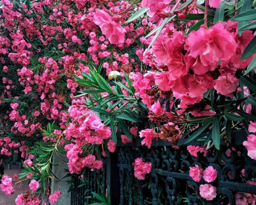  3. Người xưa dặn không trồng cây có độc tố trong nhà. Những bông hoa độc lớn có nhựa độc là những loại cây có độc tính cao và có thể gây hại nghiêm trọng cho sức khỏe con người nếu vô tình ăn phải hoặc tiếp xúc. ‌Ảnh minh họa Toutiao 