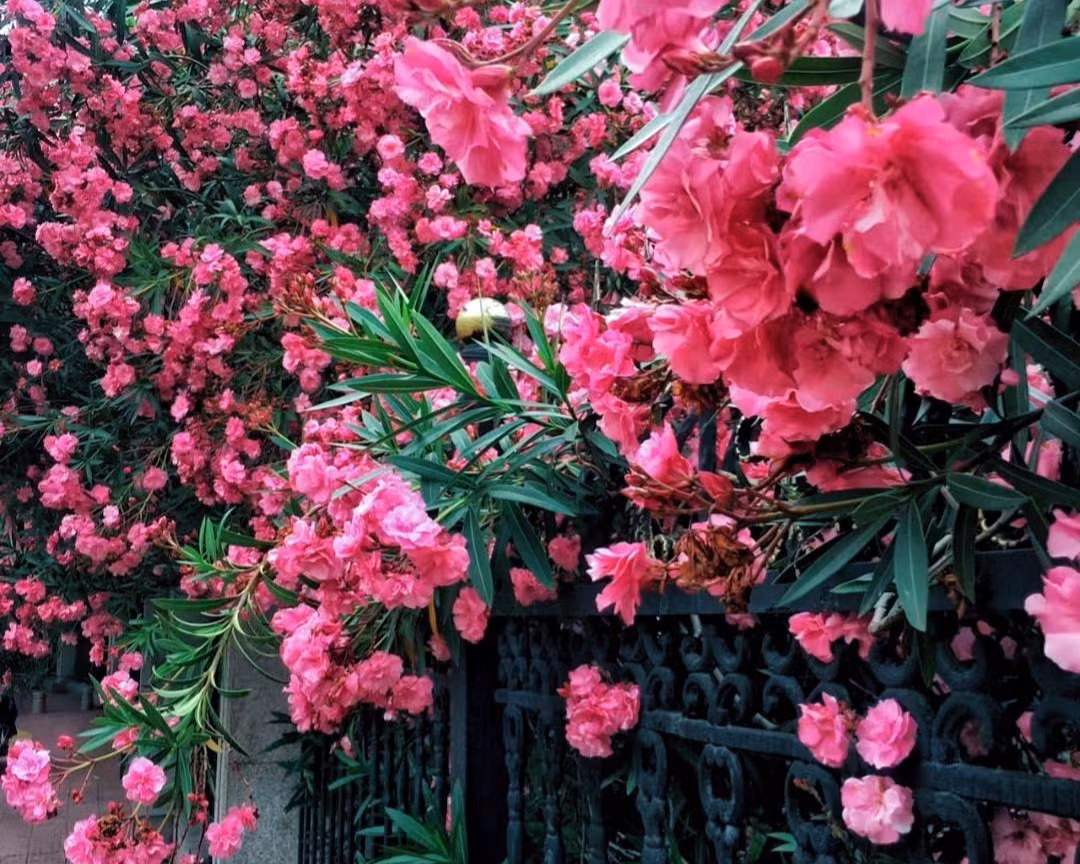  3. Người xưa dặn không trồng cây có độc tố trong nhà. Những bông hoa độc lớn có nhựa độc là những loại cây có độc tính cao và có thể gây hại nghiêm trọng cho sức khỏe con người nếu vô tình ăn phải hoặc tiếp xúc. ‌Ảnh minh họa Toutiao 