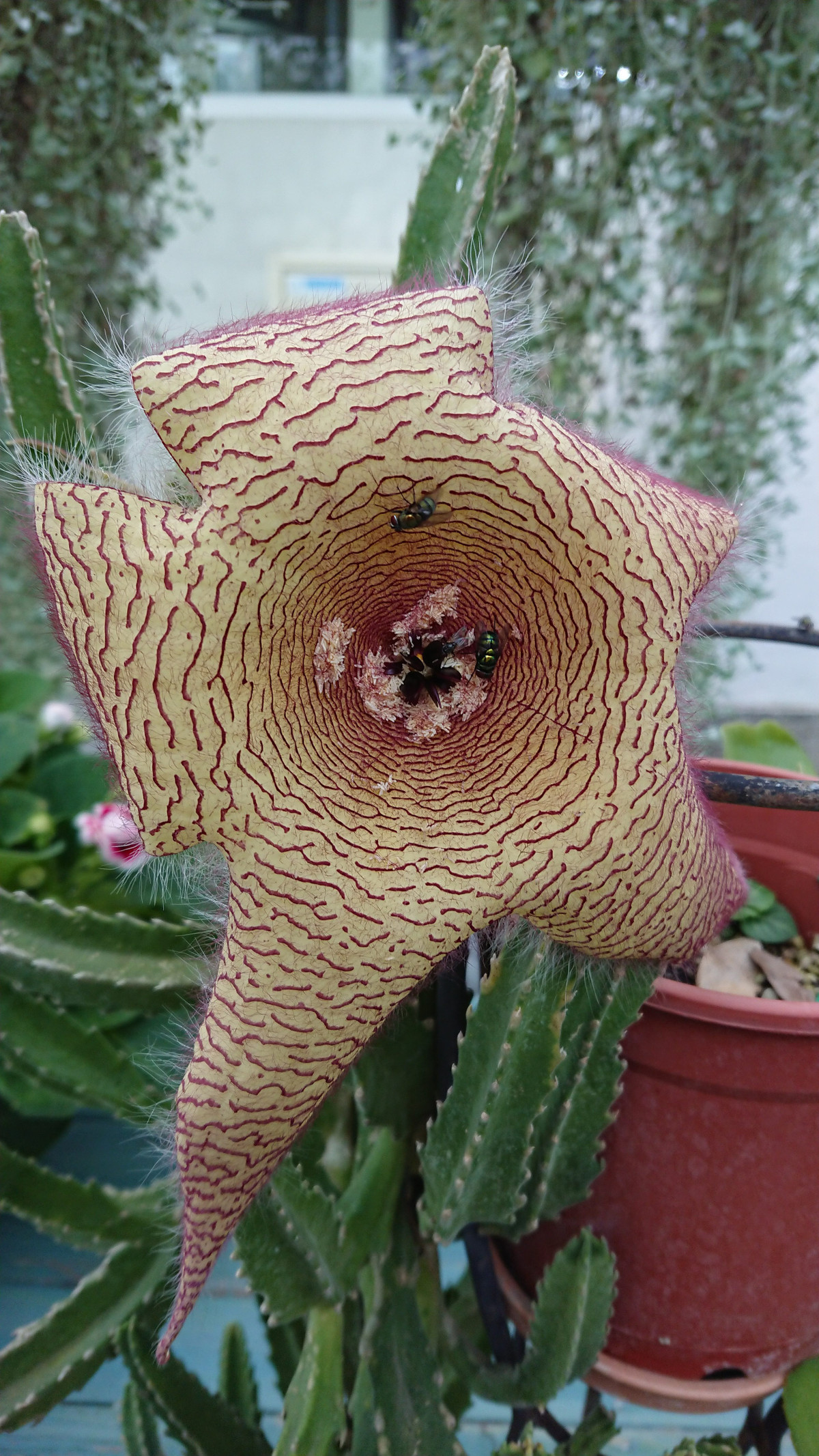  5. Người xưa dặn không trồng cây có mùi hôi trong nhà. ‌Những loại hoa và cây có mùi hôi khó chịu không thích hợp để trồng trong nhà. ‌Những loại hoa, cây này có thể gây ảnh hưởng xấu đến sức khỏe con người, gây dị ứng hoặc kích thích thần kinh. Ảnh minh họa SH 