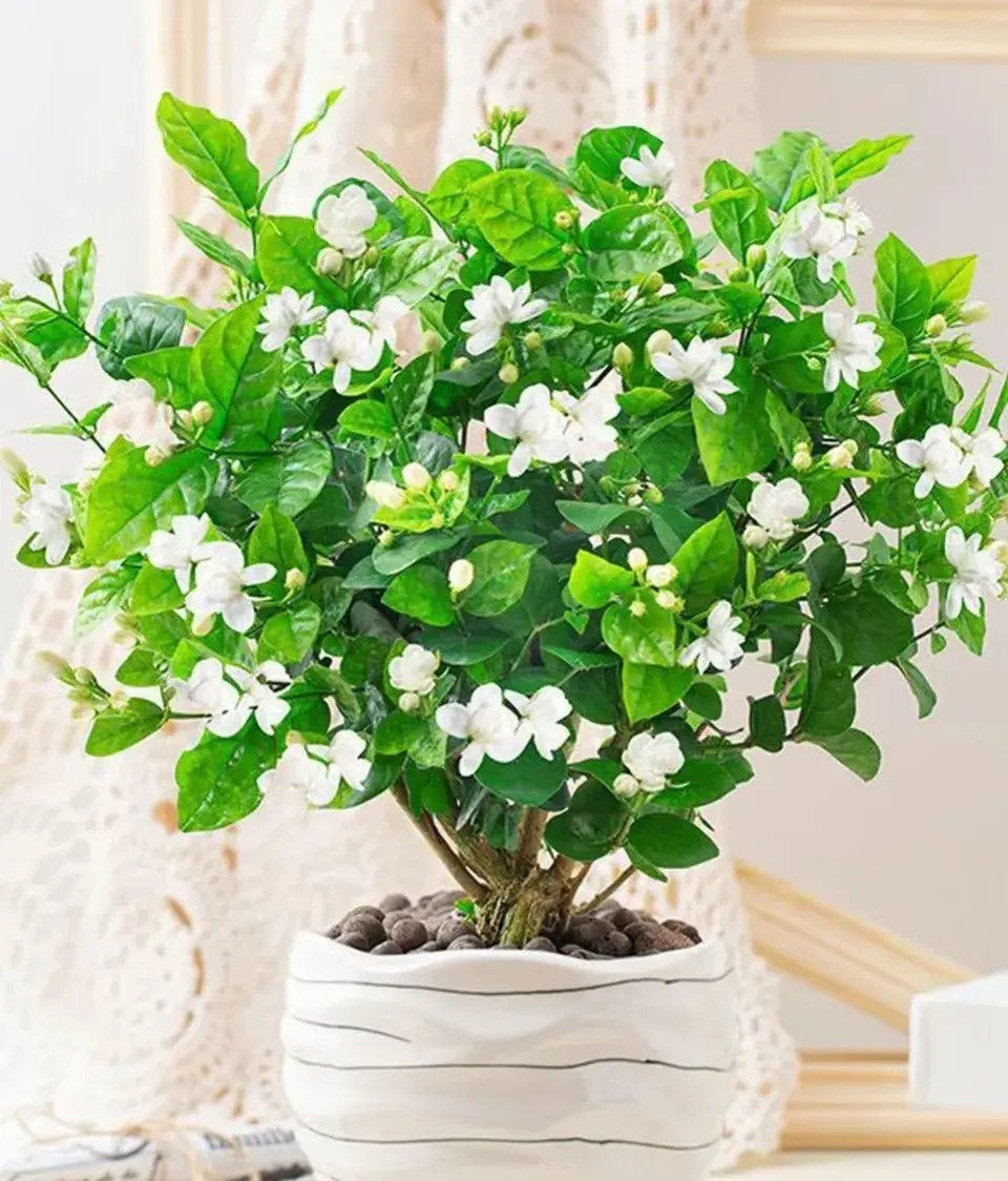  Đặc biệt đối với những người có thể chất yếu như phụ nữ mang thai, người già và trẻ em rất dễ bị ảnh hưởng đến sức khỏe khi tiếp xúc với các loại hoa này. Mùi thơm của một số loại hoamquá nồng, tiếp xúc lâu có thể gây khó chịu về thể chất và thậm chí ảnh hưởng đến chất lượng giấc ngủ. Ảnh minh họa Toutiao 