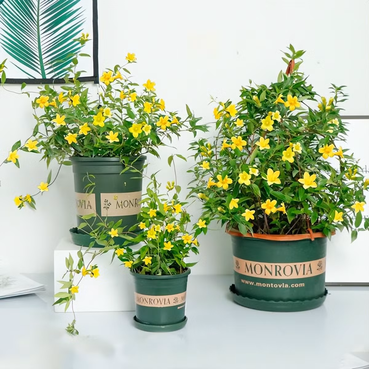 Nhài vàng: Nhài vàng chứa nhiều thành phần độc hại khi nuốt phải có thể gây buồn nôn, nôn mửa, tiêu chảy và các triệu chứng khác‌. ‌Hoa thủy tiên‌: Hoa thủy tiên chứa chất độc như lycorine. Ăn vào có thể gây nôn mửa, đau bụng và các triệu chứng khác‌. Ảnh minh họa Toutiao 