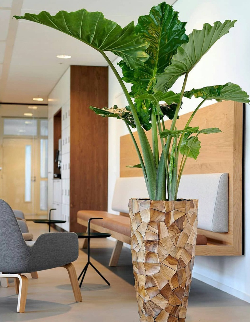 Cây dáy: Cây dáy thuộc họ Asteraceae. Nhựa cây trong lá và thân của nó có độc tính. Nuốt phải hoặc tiếp xúc với da có thể gây ra phản ứng ngộ độc nghiêm trọng, bao gồm bỏng rát đường tiêu hóa, nghẹt thở và tê liệt tim. Ảnh minh họa plantworldlondon