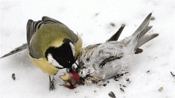 Điều kinh khủng là chim bạc má lớn không ăn thịt con mồi, mà nó sẽ chọc thủng hộp sọ để ăn não, bộ phận mềm, dễ tiêu hóa và giàu năng lượng. Với chiếc mỏ cứng như thép và một bản năng giết chóc man rợ, chim bạc má sẽ xâu xé não của con mồi và thưởng thức một cách ngon lành. Những xác dơi bị giết đều bị moi sạch não, phần xác còn lại làm mồi cho các loài côn trùng.