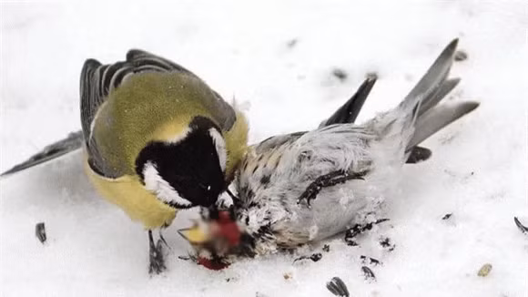 Điều kinh khủng là chim bạc má lớn không ăn thịt con mồi, mà nó sẽ chọc thủng hộp sọ để ăn não, bộ phận mềm, dễ tiêu hóa và giàu năng lượng. Với chiếc mỏ cứng như thép và một bản năng giết chóc man rợ, chim bạc má sẽ xâu xé não của con mồi và thưởng thức một cách ngon lành. Những xác dơi bị giết đều bị moi sạch não, phần xác còn lại làm mồi cho các loài côn trùng.