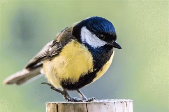 Loài chim bạc má lớn sống chủ yếu là ăn côn trùng và các loại hạt cỏ nhỏ. Tuy nhiên khi mùa đông đến, thức ăn trở nên vô cùng khan hiếm và chim bạc má lớn không kiếm đủ thức ăn để nuôi sống chính mình, chưa kể một số con cần phải nuôi chim non.