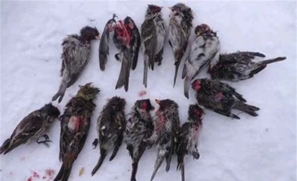 Chim bạc má lớn không chỉ săn dơi, chúng còn săn cả các loài chim khác và cả chính các đồng loại của mình, bất cứ thứ gì chúng tìm thấy để có thể thỏa mãn cơn đói. Thảm cảnh không khác gì loài “Zombie” chuyên ăn não trong các bộ phim giả tưởng của con người.