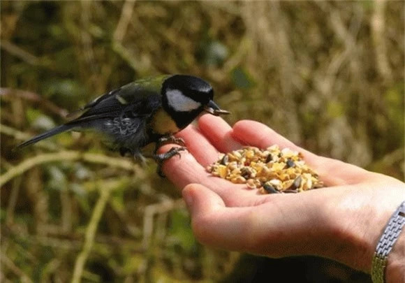 Một trong những lý do khiến chim bạc má lớn trở thành một loài sát thủ khát máu đó chính là sự biến đổi khí hậu, khiến cho các mùa trở nên khắc nghiệt hơn và kéo dài hơn. Một vài loài động vật cũng đã tuyệt chủng do biến đổi khí hậu.