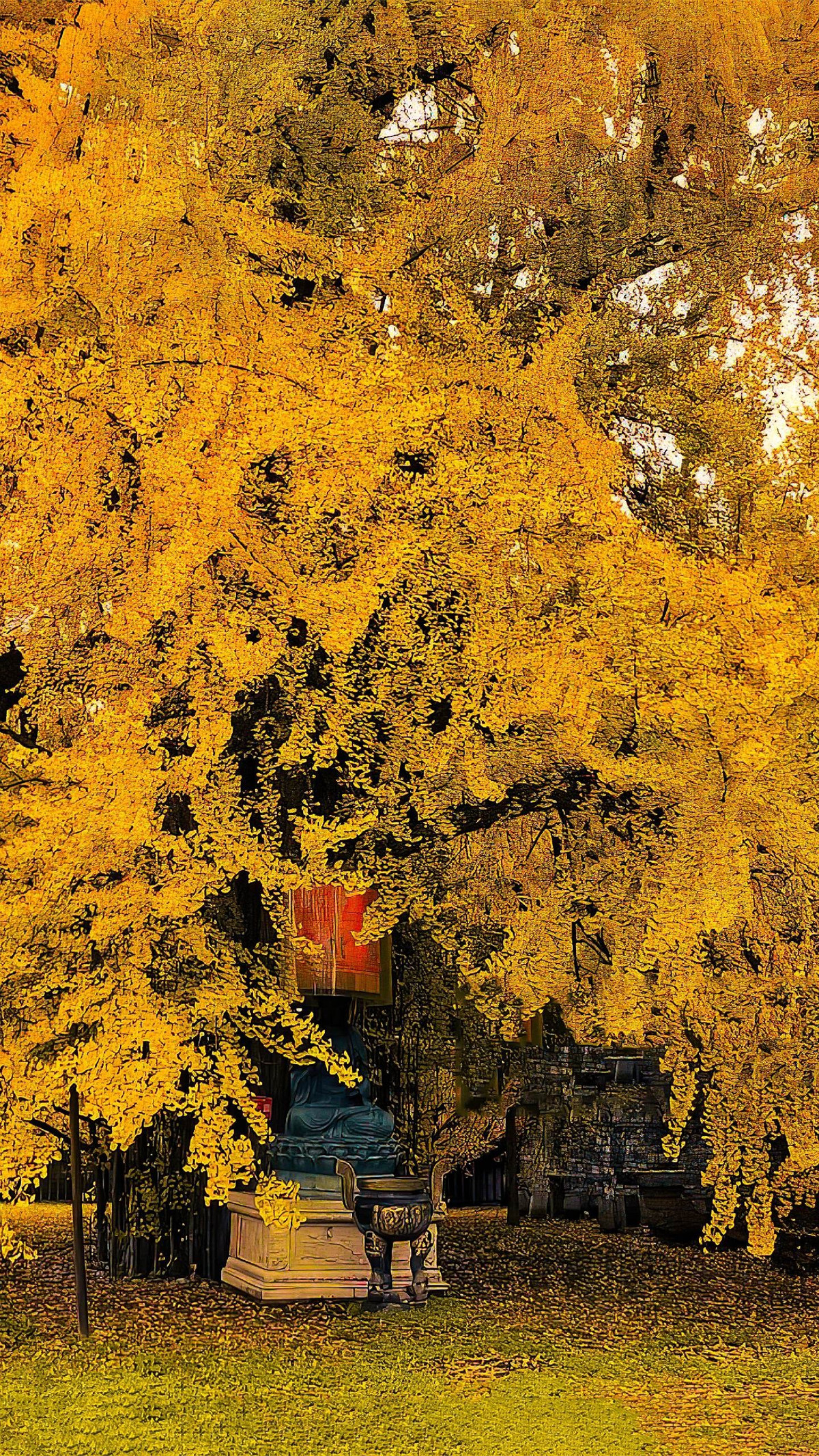  2.Cát tường, giàu có: Lá của cây bạch quả chuyển sang màu vàng vào mùa thu, giống như bạn có cây vàng trong nhà. Theo thuyết phong thủy, cây cảnh bạch quả biểu trưng cho sự vương giả, thịnh vượng, giàu có. Trồng phong thủy trong nhà có tác dụng mang lại sự giàu có và là loại cây cát tường rất tốt có tác dụng xua đuổi tà ma, thu hút tài lộc. Ảnh minh họa Toutiao 