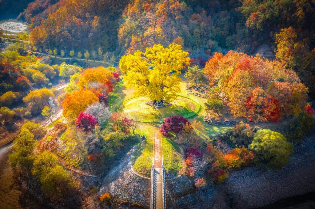  Mọi người như lạc vào thế giới vàng ròng rực rỡ, trên trời dưới đất đều phủ một màu vàng mê hoặc, như thể bao nhiêu ánh nắng vàng trên thế giới này đều được cây bạch quả gom lại trong lá vậy. Ảnh minh họa travel-stained