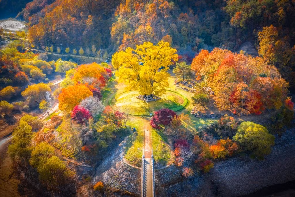  Mọi người như lạc vào thế giới vàng ròng rực rỡ, trên trời dưới đất đều phủ một màu vàng mê hoặc, như thể bao nhiêu ánh nắng vàng trên thế giới này đều được cây bạch quả gom lại trong lá vậy. Ảnh minh họa travel-stained