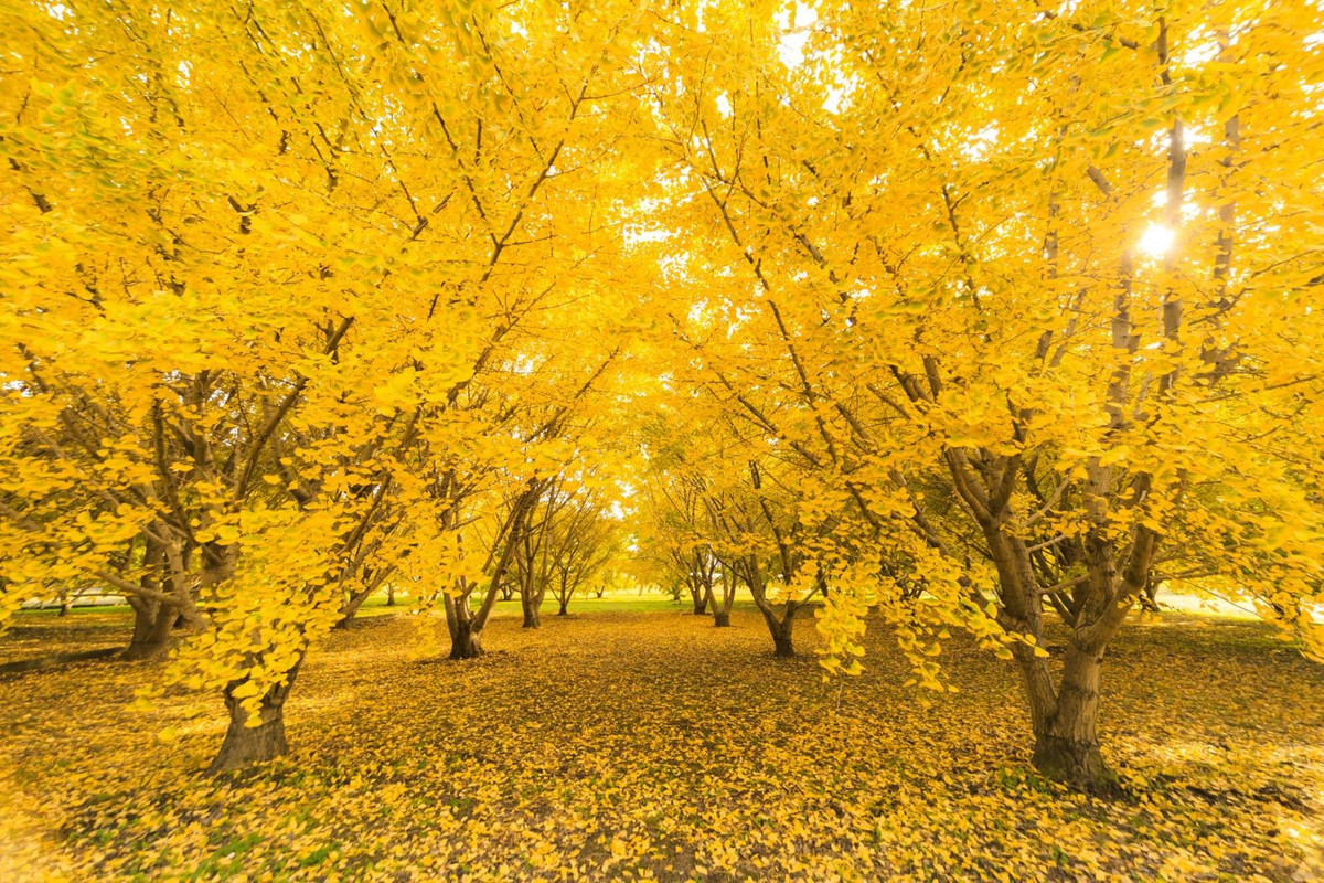  Cuối thu, những chiếc lá vàng trông như những chiếc quạt nhỏ nhàn nhã rơi khỏi cây trong gió tây bắc, vẽ nên nhiều vòng cung trên không trung, nhảy múa như bươm bướm và phập phồng như ngọn lửa, phủ lên con đường một lớp hơi ấm rực rỡ.Ảnh minh họa Toutiao