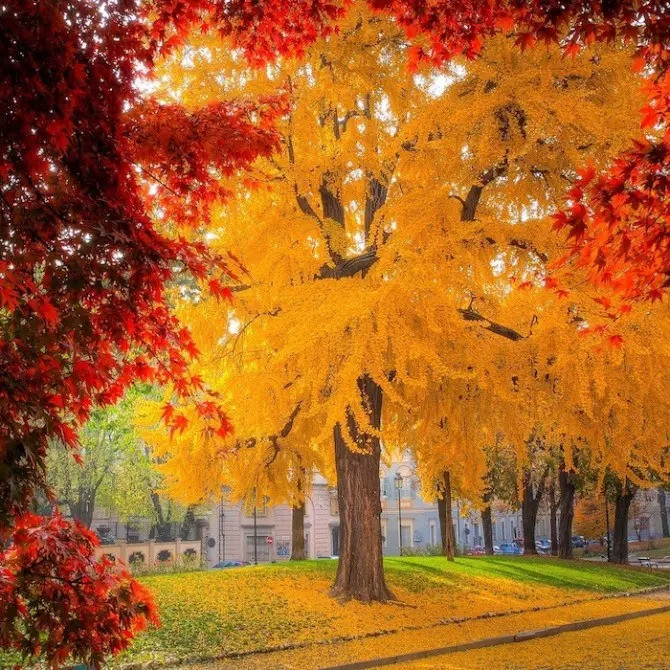  Vào mùa thu, cả tán lá đều chuyển sang màu vàng rực rỡ, óng ánh, phát sáng như dát vàng. Những chiếc lá rụng xuống cũng phủ lên mặt đất một lớp áo vàng lộng lẫy. Với những cây cảnh bạch quả cổ thụ, khi chúng phát sáng vào mùa thu, có lẽ từ trên vũ trụ cũng có thể nhìn thấy cây cảnh này. Ảnh minh họa rayon-de-serre 