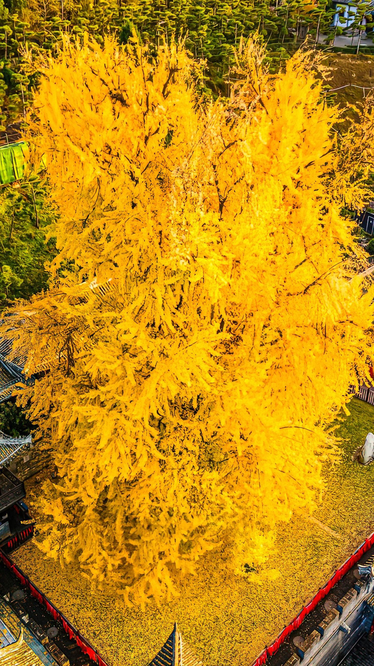 Đây có lẽ là cây cảnh có những chiếc lá xinh đẹp và rực rỡ nhất trong mùa thu: Bạch quả. Cây cảnh này có lịch sử lâu đời, thực sự là một sự tồn tại kỳ diệu. Lá của chúng giống như những chiếc quạt nhỏ, xanh tươi, rạng rỡ. Ảnh minh họa Toutiao 