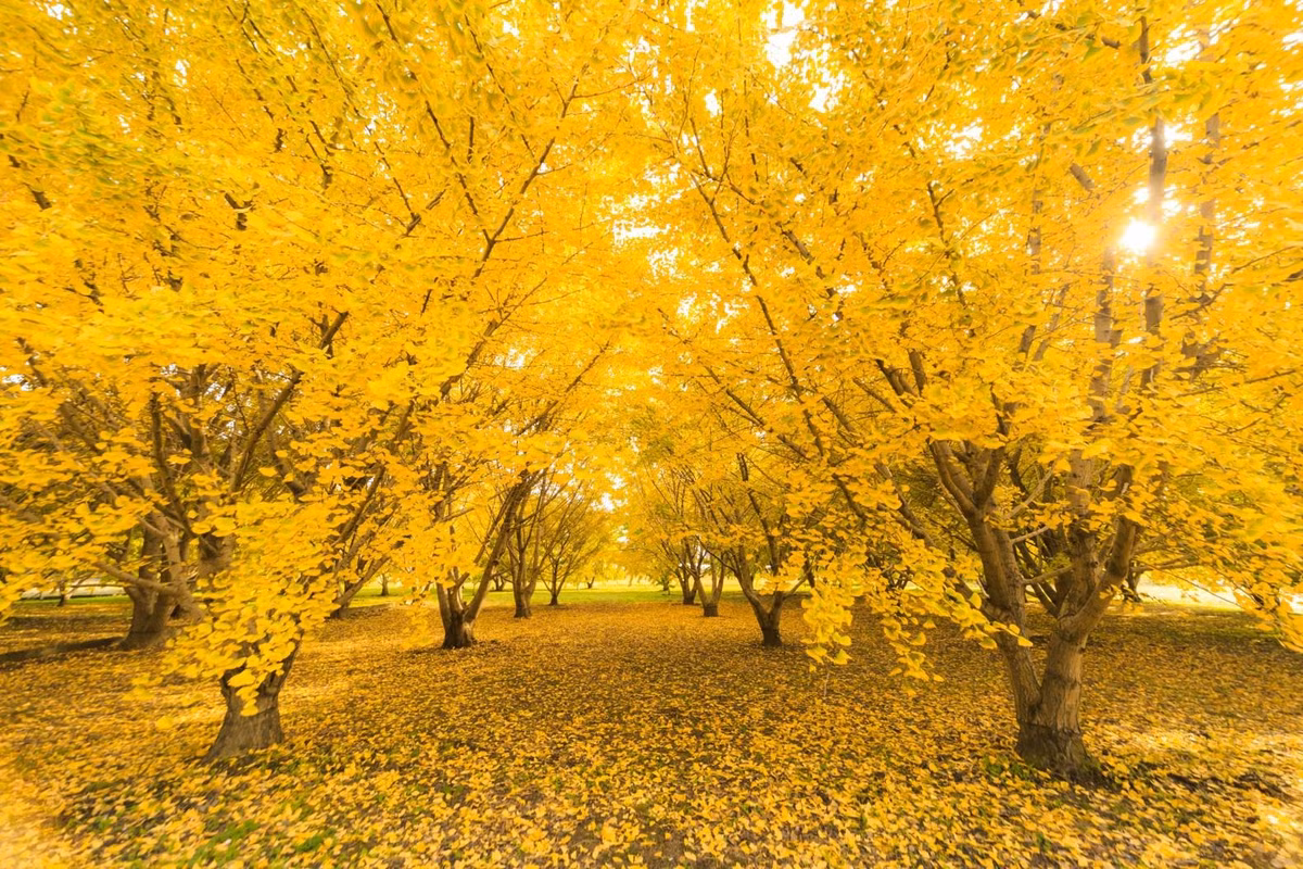 Phiến lá hình quạt, mép lá phía trên tròn, nhẵn, ở giữa hơi lõm, chia phiến lá thành 2 thùy nên còn được gọi là cây dẻ quạt. Vào mùa hè, cây có màu xanh mát mắt, hàng triệu chiếc lá như những chiếc quạt gió, xanh mướt, mát rượi. Ảnh minh họa crossroadfukuoka 