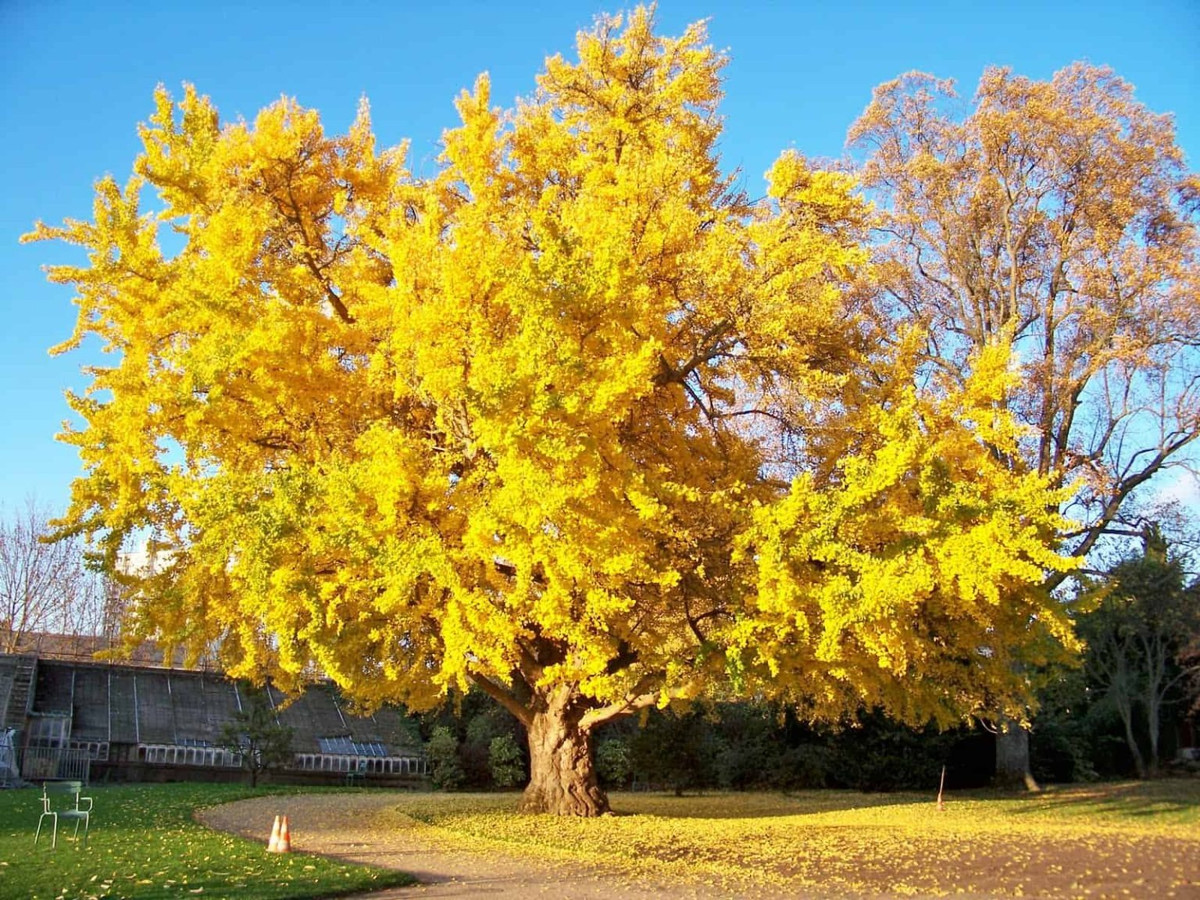 Những tán cây phủ đầy những chiếc quạt vàng dưới ánh nắng mùa thu. Một cơn gió lạnh thổi qua, những chiếc lá vàng rơi từ trên cây xuống đất, tạo thành dòng sông vàng. Cây cảnh bạch quả là cây đơn tính khác gốc, với các cây mang các giới tính khác nhau, một số cây là cây đực và những cây khác là cây cái. Ảnh minh họa metaefficient 