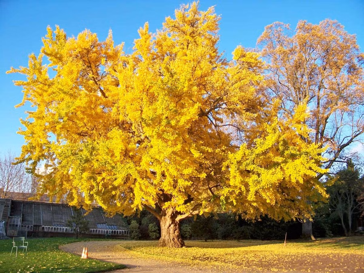 Những tán cây phủ đầy những chiếc quạt vàng dưới ánh nắng mùa thu. Một cơn gió lạnh thổi qua, những chiếc lá vàng rơi từ trên cây xuống đất, tạo thành dòng sông vàng. Cây cảnh bạch quả là cây đơn tính khác gốc, với các cây mang các giới tính khác nhau, một số cây là cây đực và những cây khác là cây cái. Ảnh minh họa metaefficient 