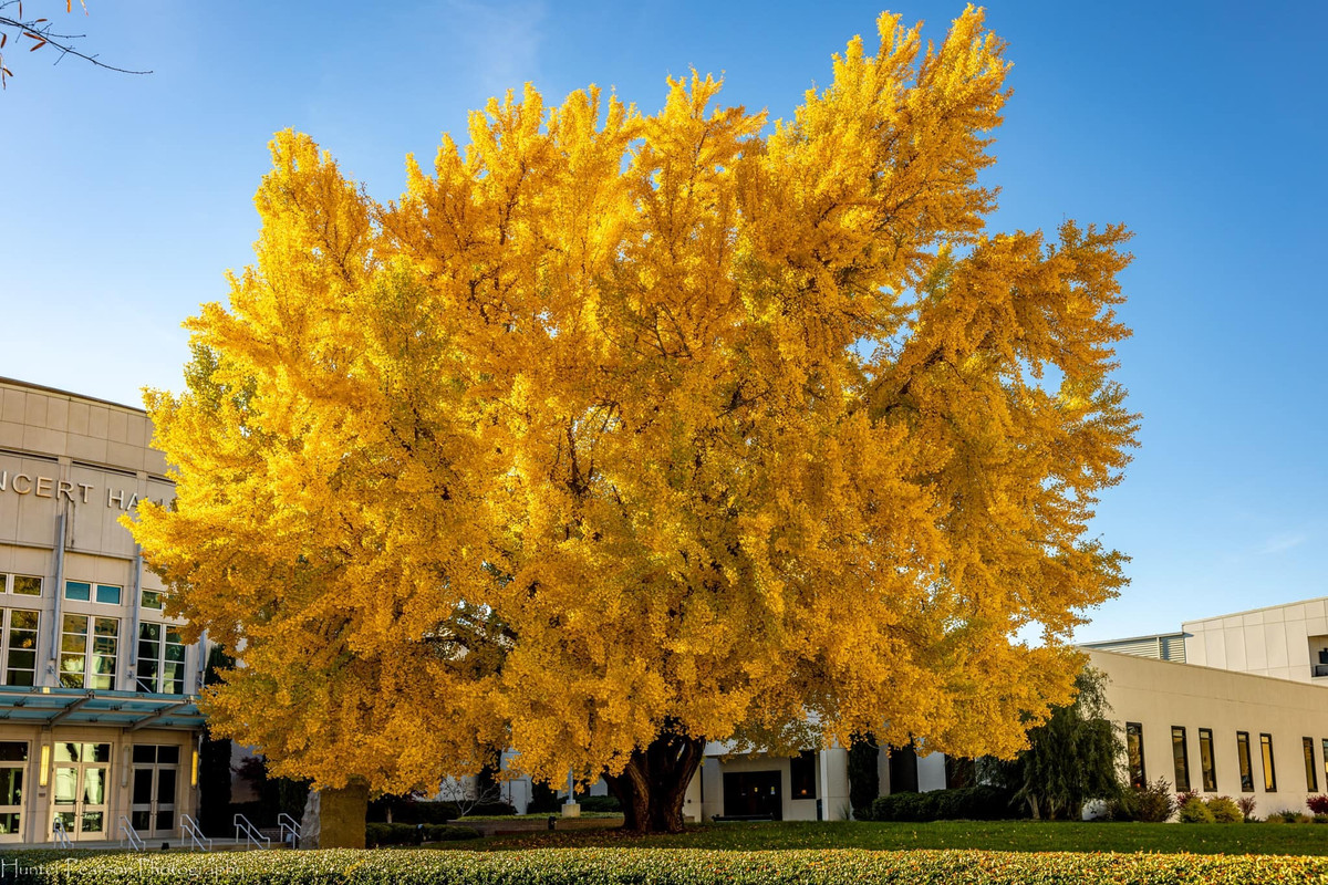  1. Thu hút tài lộc, xua đuổi tà ma: Nếu cây cảnh bạch quả được trồng ở phía đông của ngôi nhà, nó thực sự sẽ có tác dụng cải thiện sự giàu có rất tốt. Bởi vì vị trí hướng Đông rất có lợi cho sự phát triển của cây bạch quả, càng làm cho linh khí thu hút tài lộc của cây bạch quả tốt hơn, cây bạch quả có thể tự nhiên mang lại tài lộc cho ngôi nhà. Ảnh minh họa Hunter Pearson 